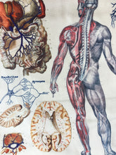 Load image into Gallery viewer, Human Anatomy Canvas Tote Shoulder Bag