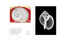 Load image into Gallery viewer, The Cosmic Dance