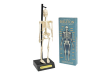 Load image into Gallery viewer, Anatomical Skeleton Educational Model