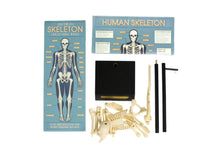 Load image into Gallery viewer, Anatomical Skeleton Educational Model