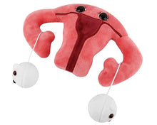 Load image into Gallery viewer, Uterus