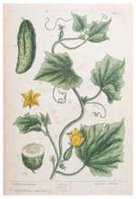 Load image into Gallery viewer, Thackray Botanical Postcard
