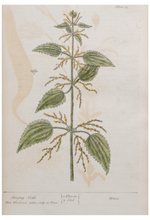 Load image into Gallery viewer, Thackray Botanical Postcard
