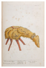 Load image into Gallery viewer, Thackray Botanical Postcard

