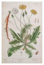 Load image into Gallery viewer, Thackray Botanical Postcard
