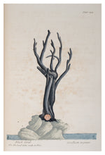 Load image into Gallery viewer, Thackray Botanical Postcard
