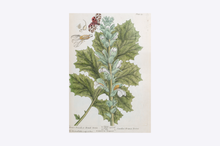 Load image into Gallery viewer, Thackray Botanical Print A4
