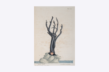 Load image into Gallery viewer, Thackray Botanical Print A4
