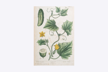 Load image into Gallery viewer, Thackray Botanical Print A4
