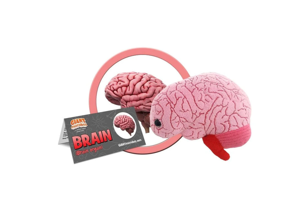 Brain