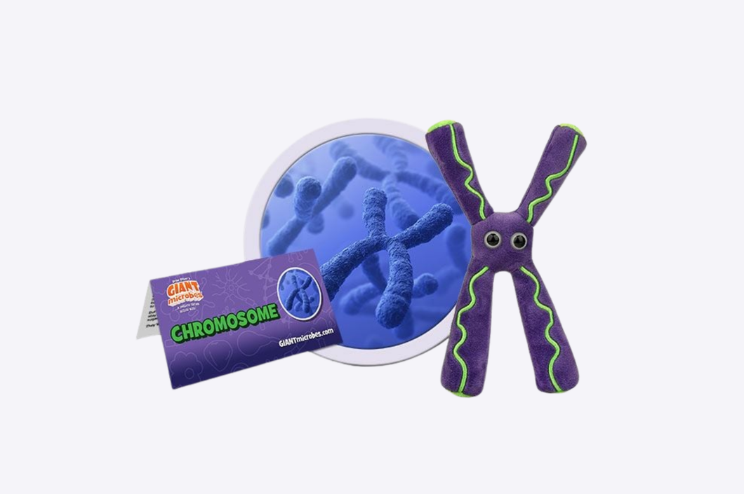 Chromosome