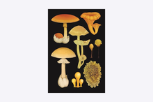 Load image into Gallery viewer, Fungarium Postcards
