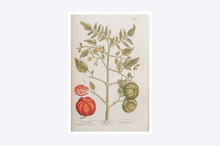 Load image into Gallery viewer, Thackray Botanical Postcard
