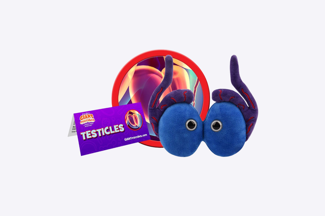 Testicles